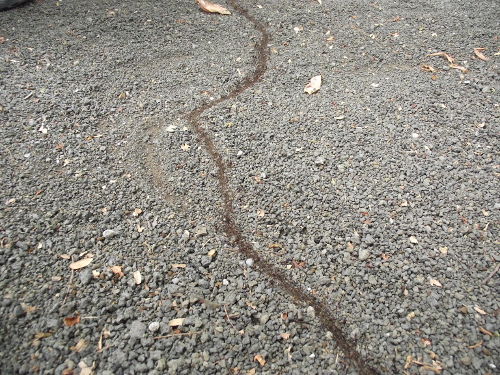 A line of army ants.