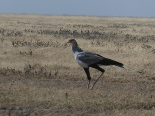A Secretary Bird.